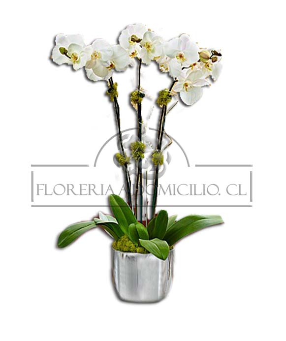 3 Orquideas en Florero Galvanizado Premium 